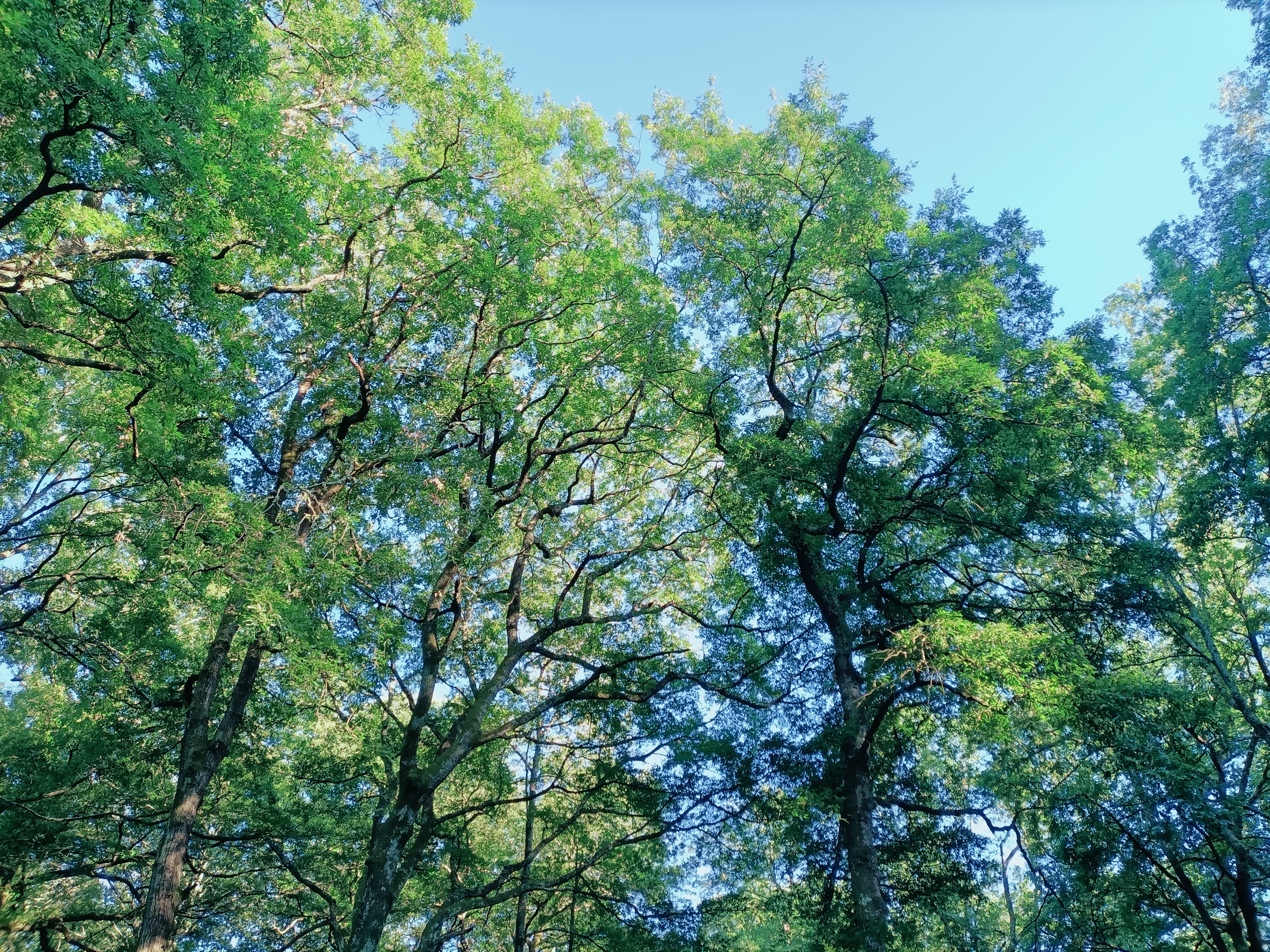 Bosco di querce