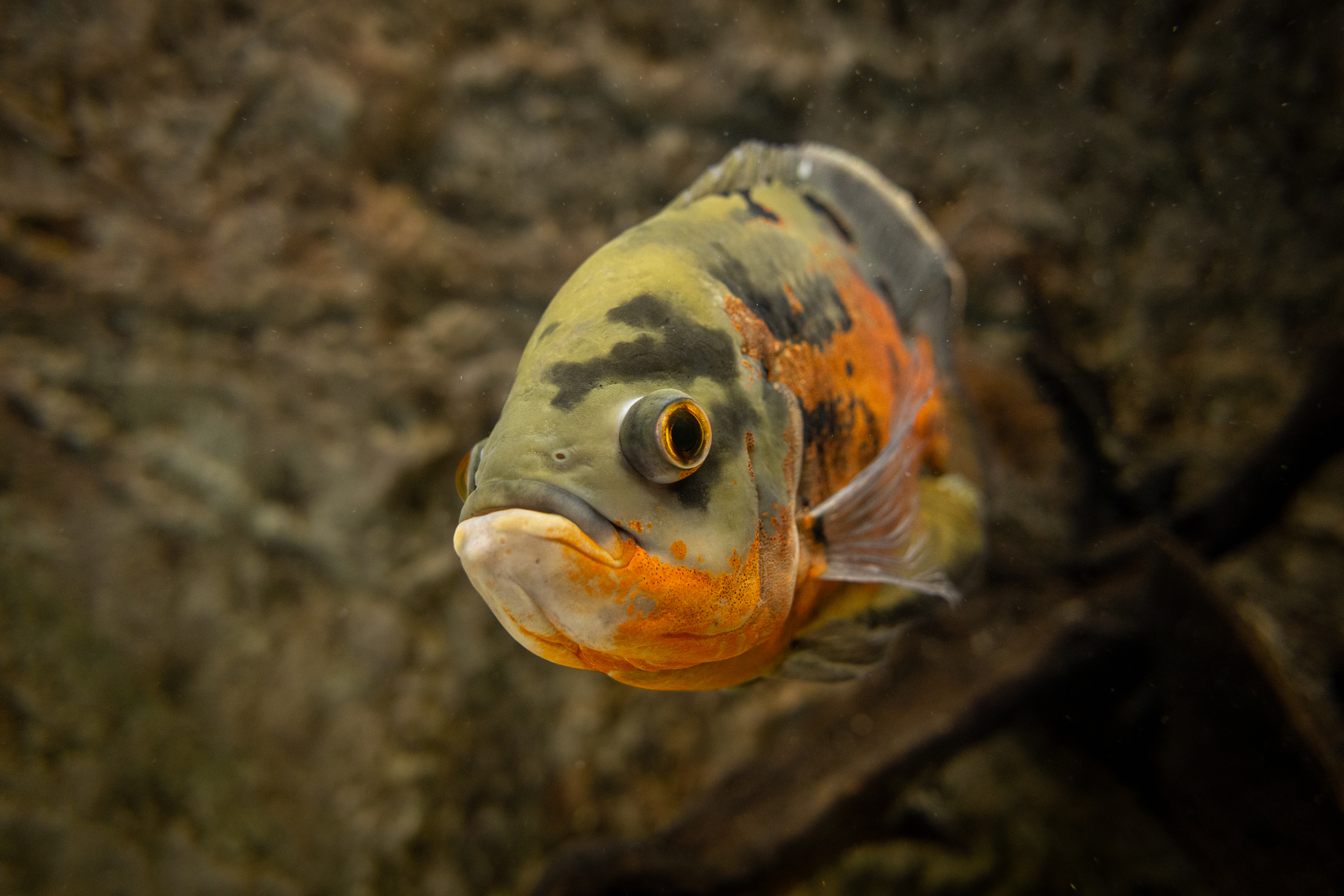 Astronotus ocellatus foto Mattia Nocciola