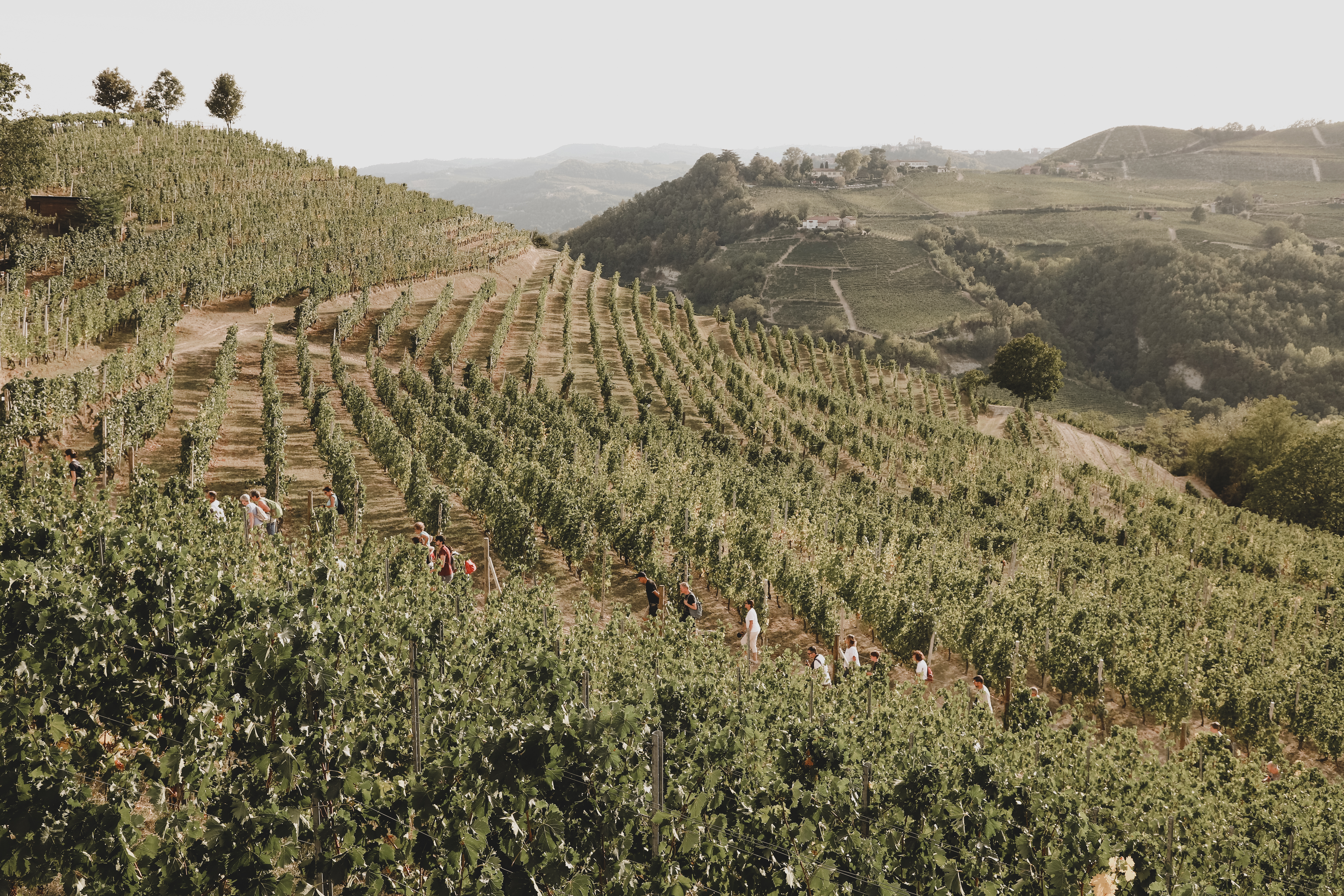 Fondazione Cesare Pavese Moncucco vigne ph Chiara Sacchetto