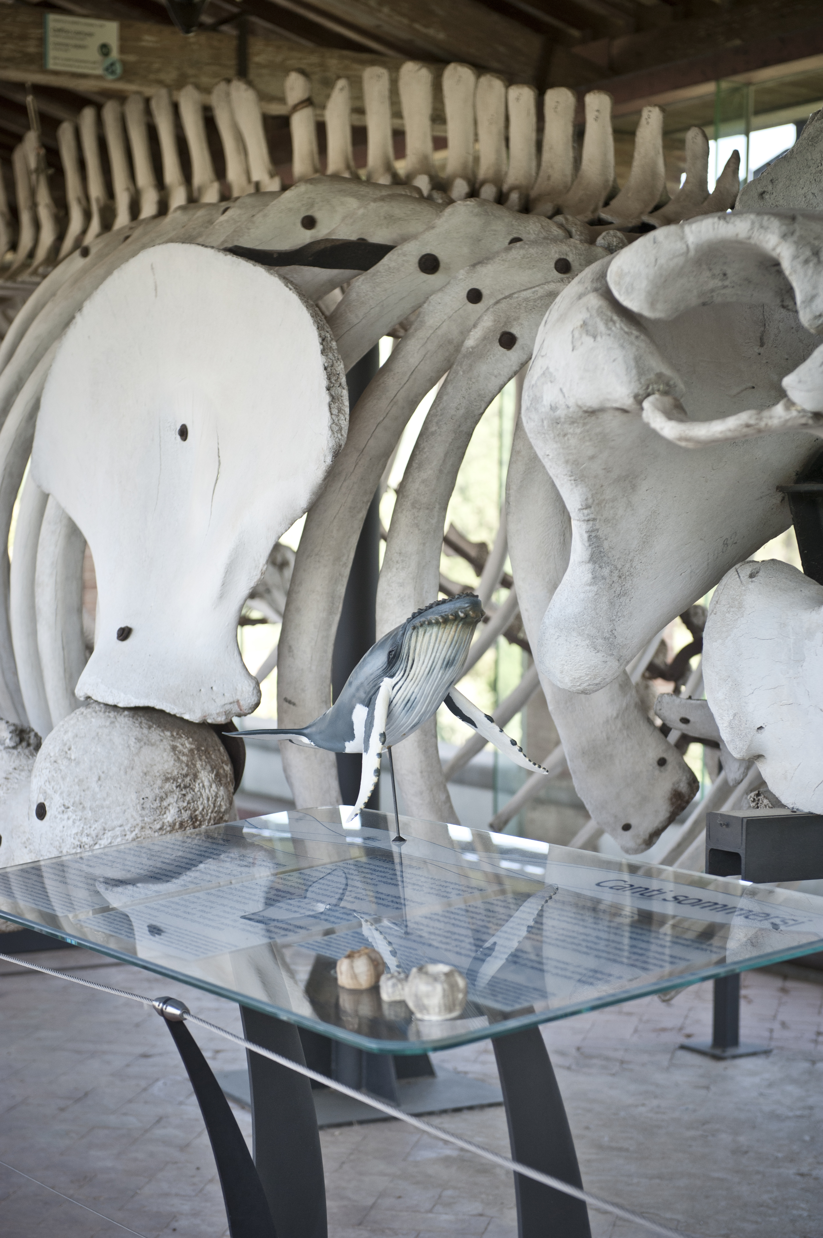 Galleria dei cetacei dettaglio foto Stefano Puzzuoli