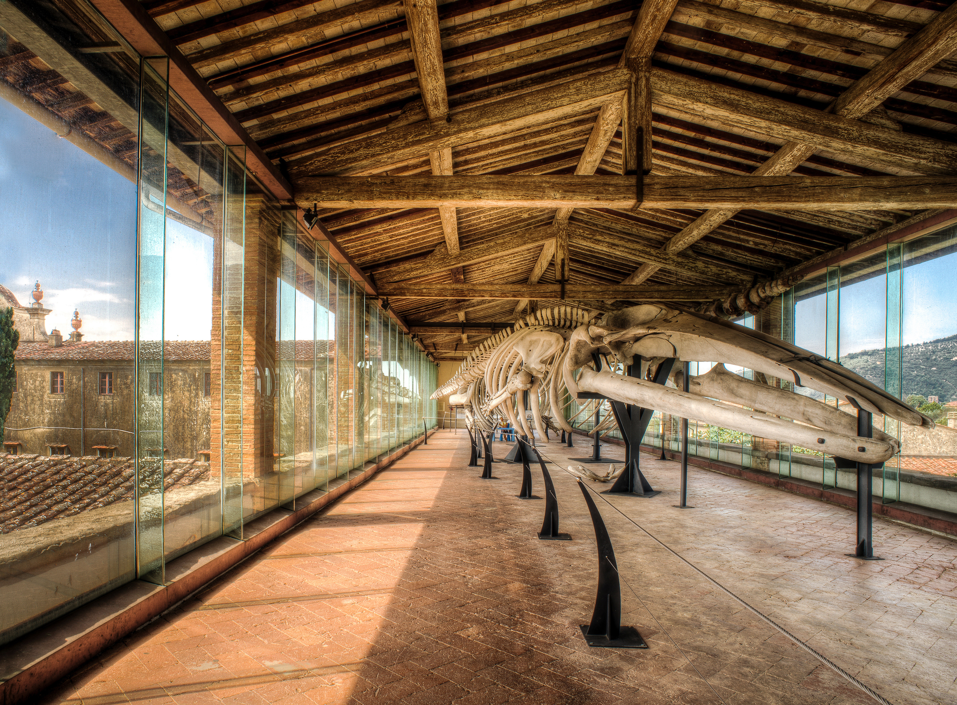 Museo di storia Naturale di Pisa