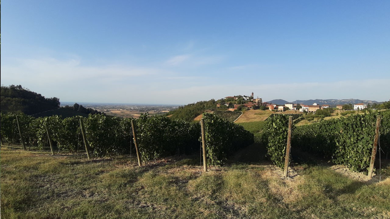 UVA vigna monleale 2