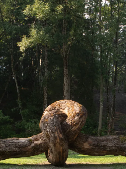 Henrique Oliveira Radice Comune Ph Giacomo Bianchi Copyright Arte Sella 9110