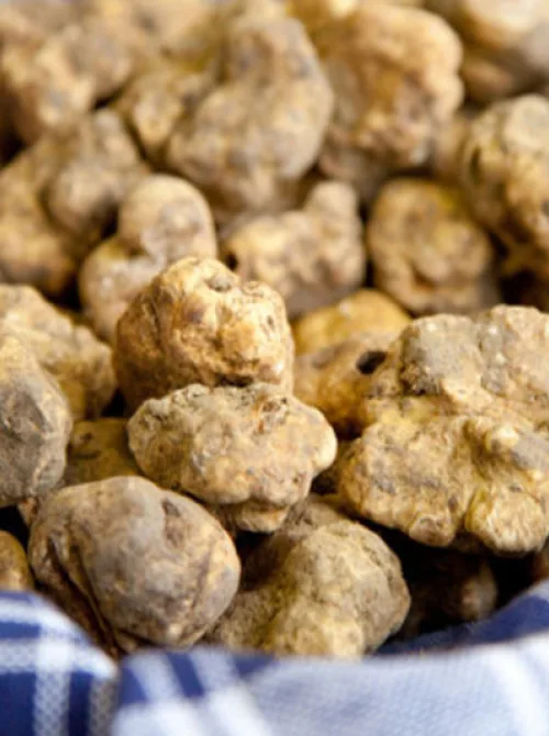 SPECIE DI TARTUFO