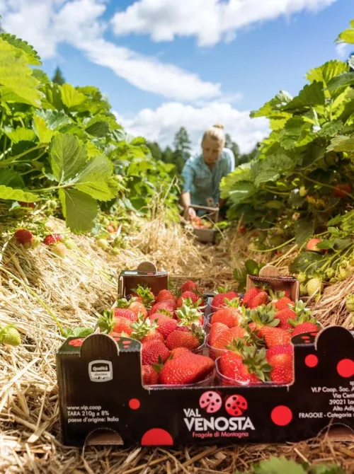 53 Fragole dalta quota