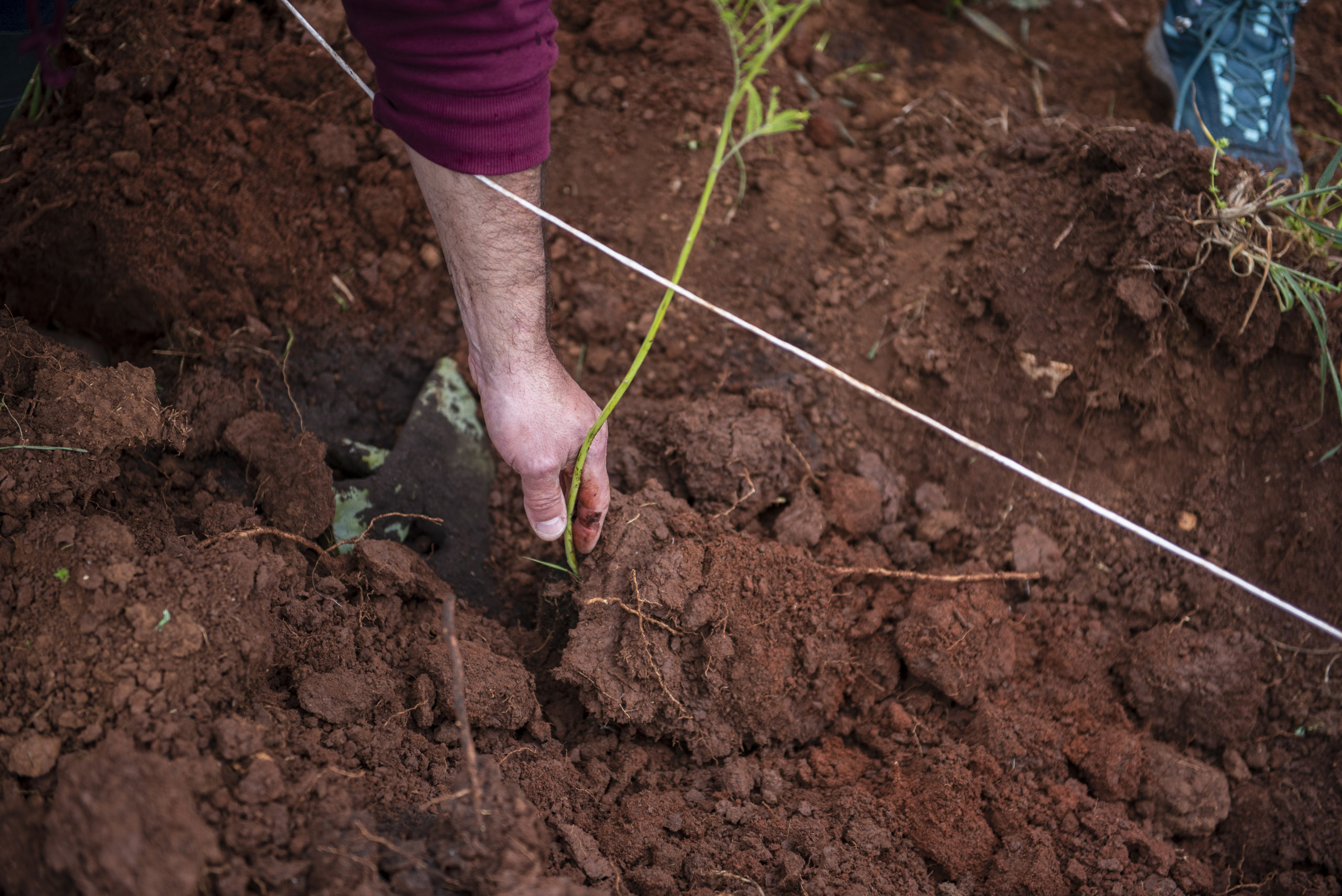 Agroforesta piantumazione collettiva 2 scaled