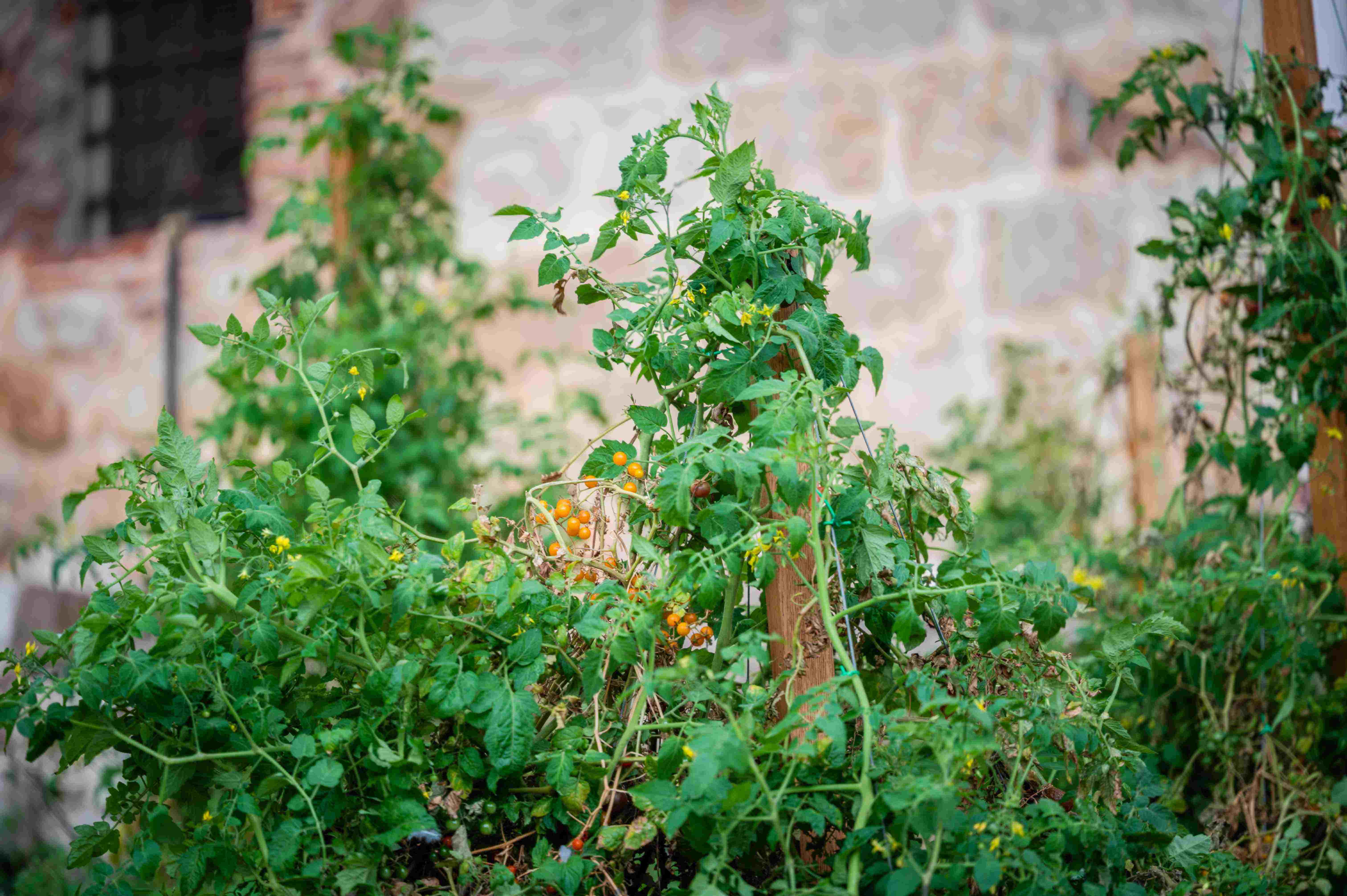 Aterraterra Postvarietal Communities Ph Robert Goodman 7